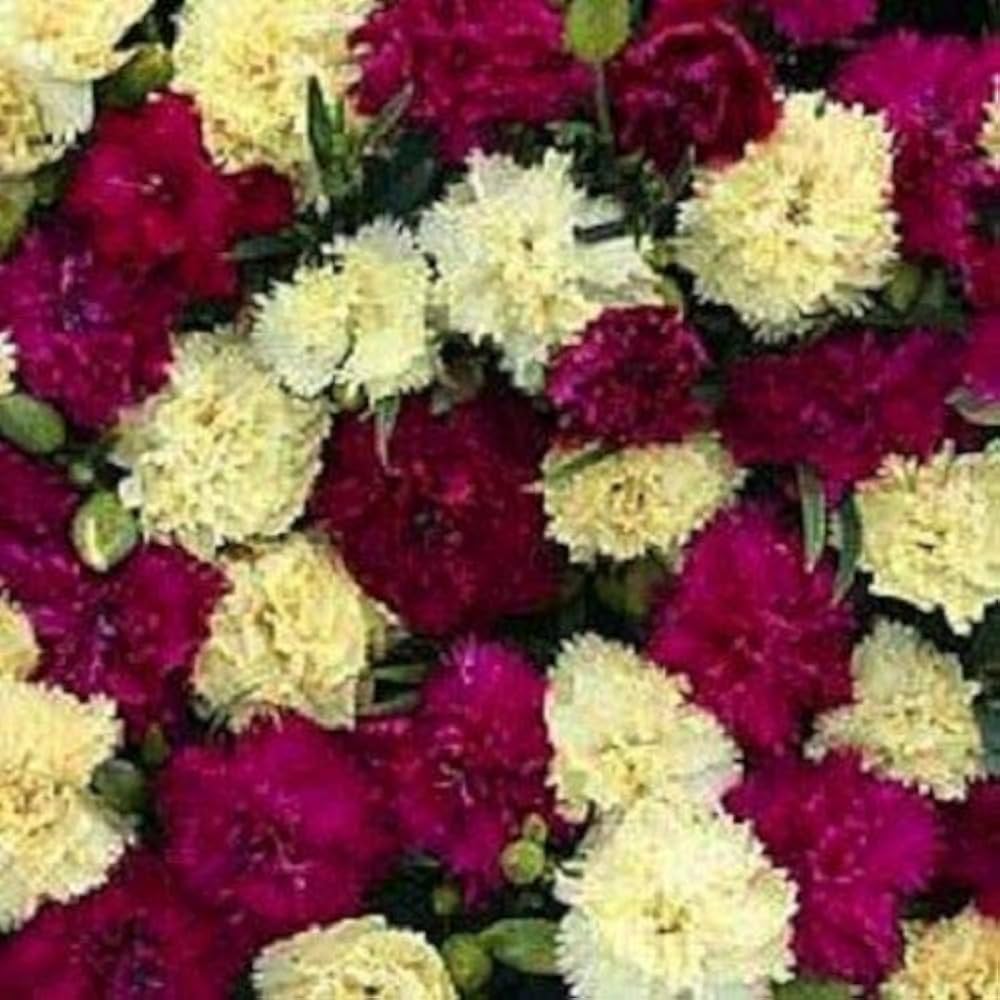 Mixed Bananaberry Dianthus Clove Flower Seeds
