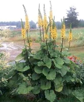 Yellow Ligularia Plant Seeds for Planting - 100 pcs for planting in your garden.
