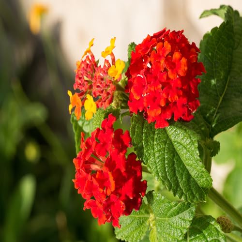 Red Lantana Flower