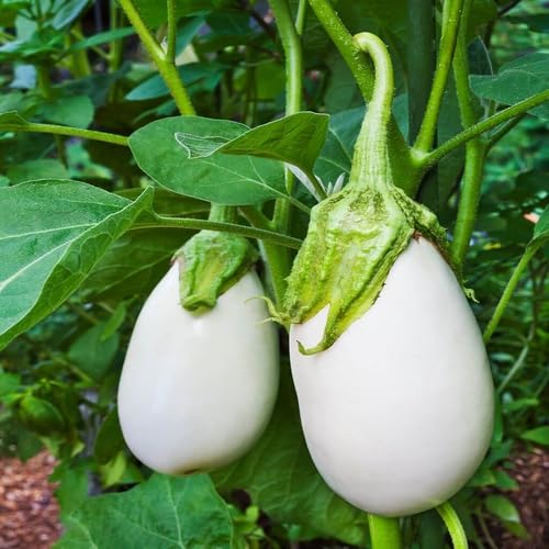 White Eggplant - Heirloom, Non - Gmo Seeds