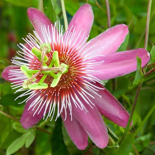 Pink White Passiflora Flower - Heirloom, Non - Gmo Seeds