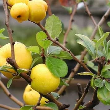 Yellow quince fruit seeds
