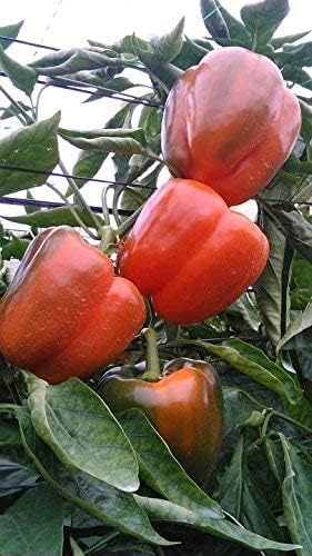 California Pepper Schinus molle Plant Seeds for Planting in Garden