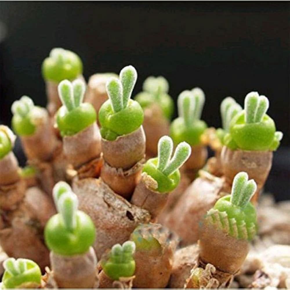 Bunny Ears Lithops Pseudotruncatella Succulent Seeds for Planting in Indoor Pots and Decorative Rock Gardens