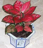 Aglaonema Pink Mix Flower Seeds for Planting - NON GMO Seeds Dhara Seeds