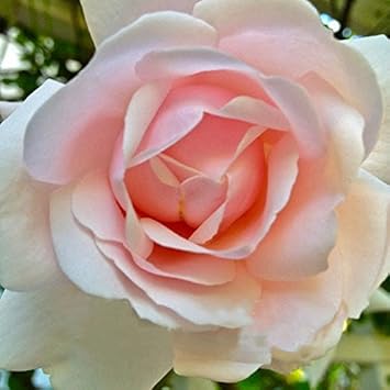 Pink Dawn Rose Plant Seeds for Planting Non-GMO Heirloom Garden Seeds for Growing Beautiful Flowers seeds for planting in home garden