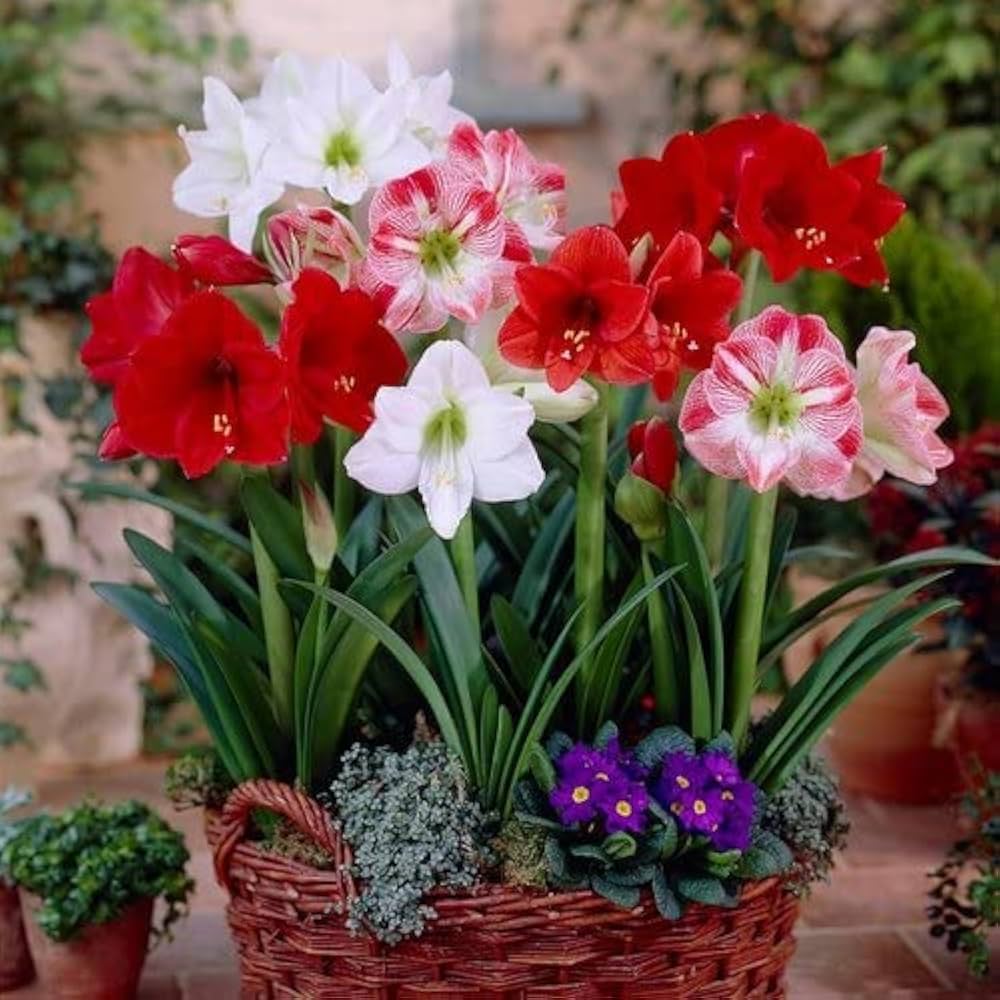 Amaryllis Amaryllis belladonna flowers for indoor pots or home garden