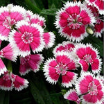Dianthus Neon Star potted hardy perennial flowers