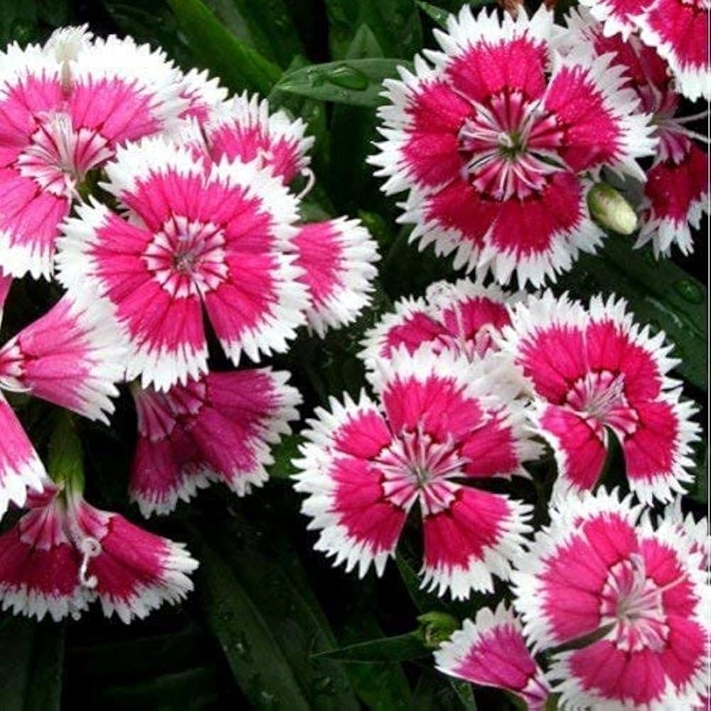 Dianthus Neon Star potted hardy perennial flowers