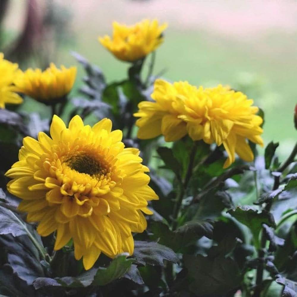 Chrysanthemum Yellow Morifolium Flower Seeds for planting in kitchen garden borders and outdoor planters