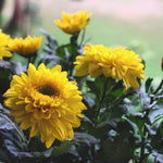 Chrysanthemum Mixed Flower for planting in flower bed