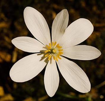 White Sanguinaria Flower Seeds for Planting - 100