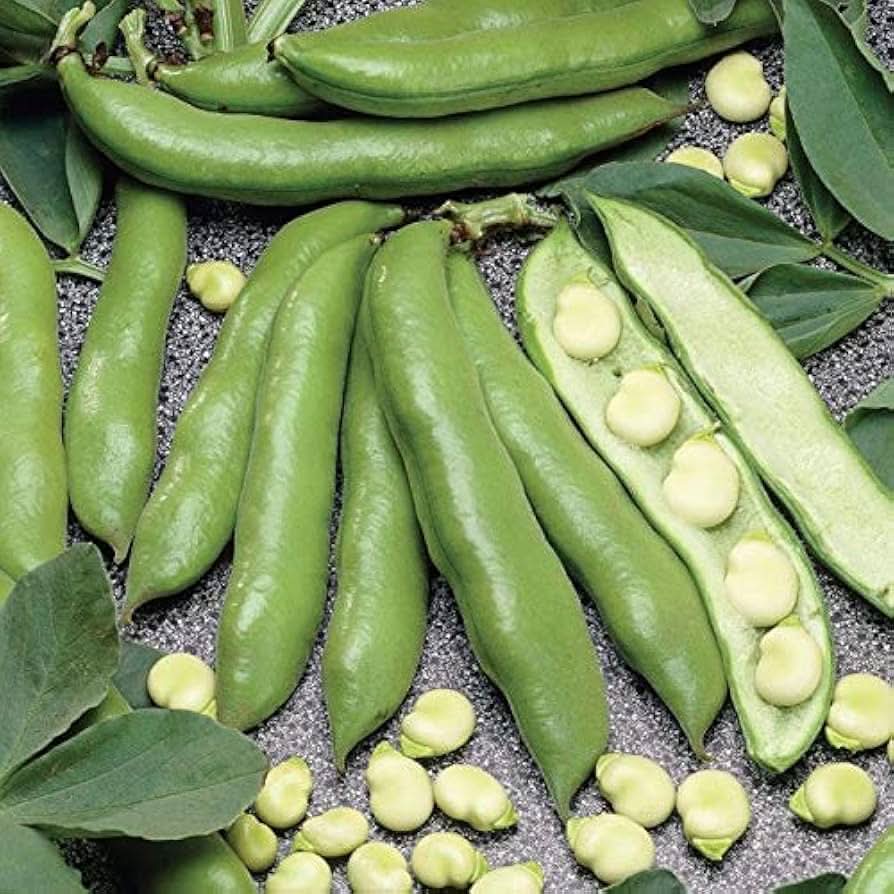 Green Aquadulce Bean Seeds for Planting