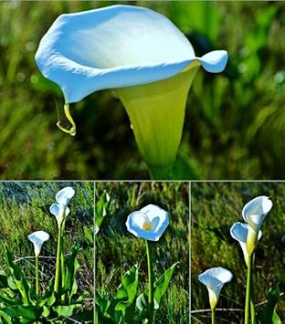 Sky Blue Calla Flower Seeds for Planting, 100 seeds for planting in home garden