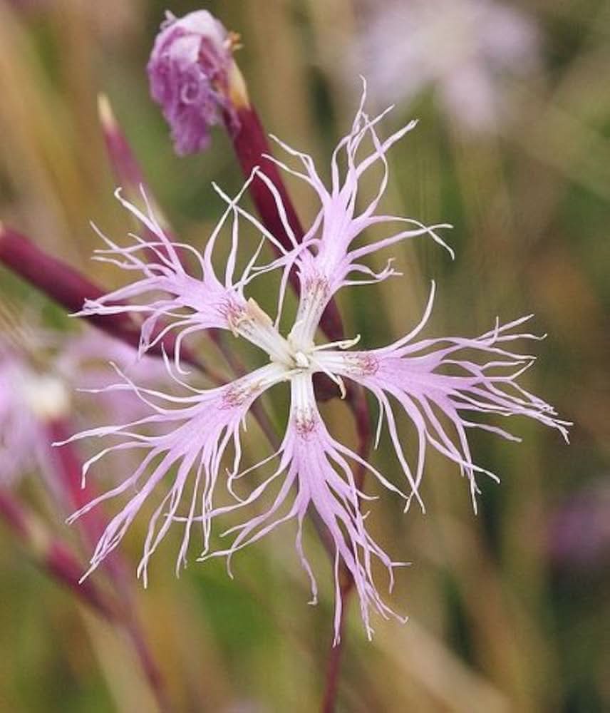 Dianthus Superbus Fringed Pink Flower Seeds for vertical gardens and home planting
