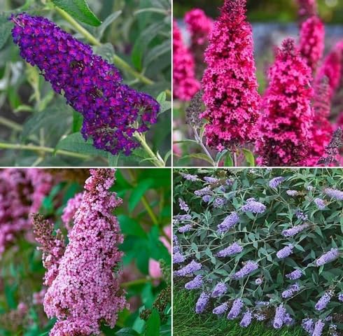 Mixed Buddleia Flower - Heirloom, Non - Gmo Seeds