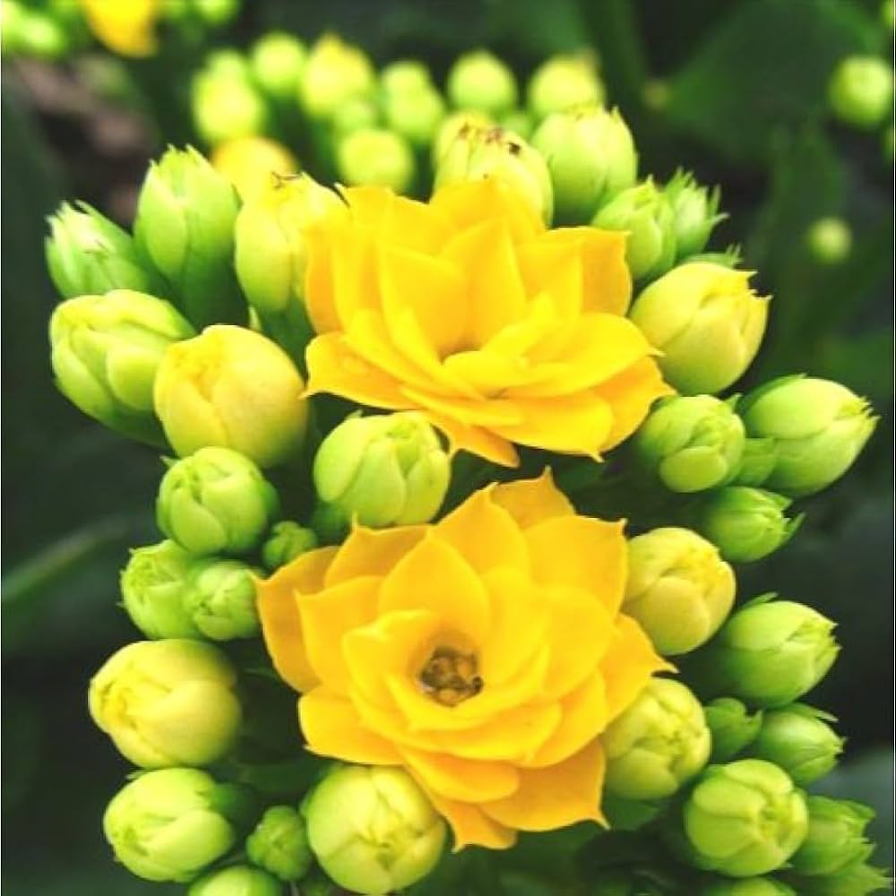 Kalanchoe bonsai flower seeds for home garden and indoor decoration