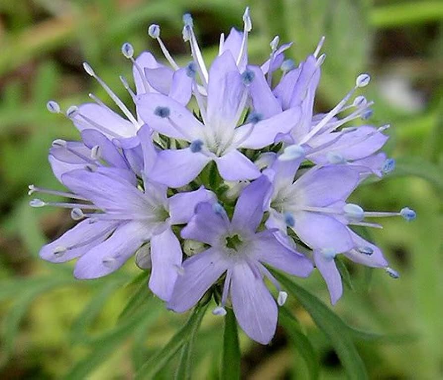 Globe Gilia Gilia capitata Seeds for Planting home garden flower bed