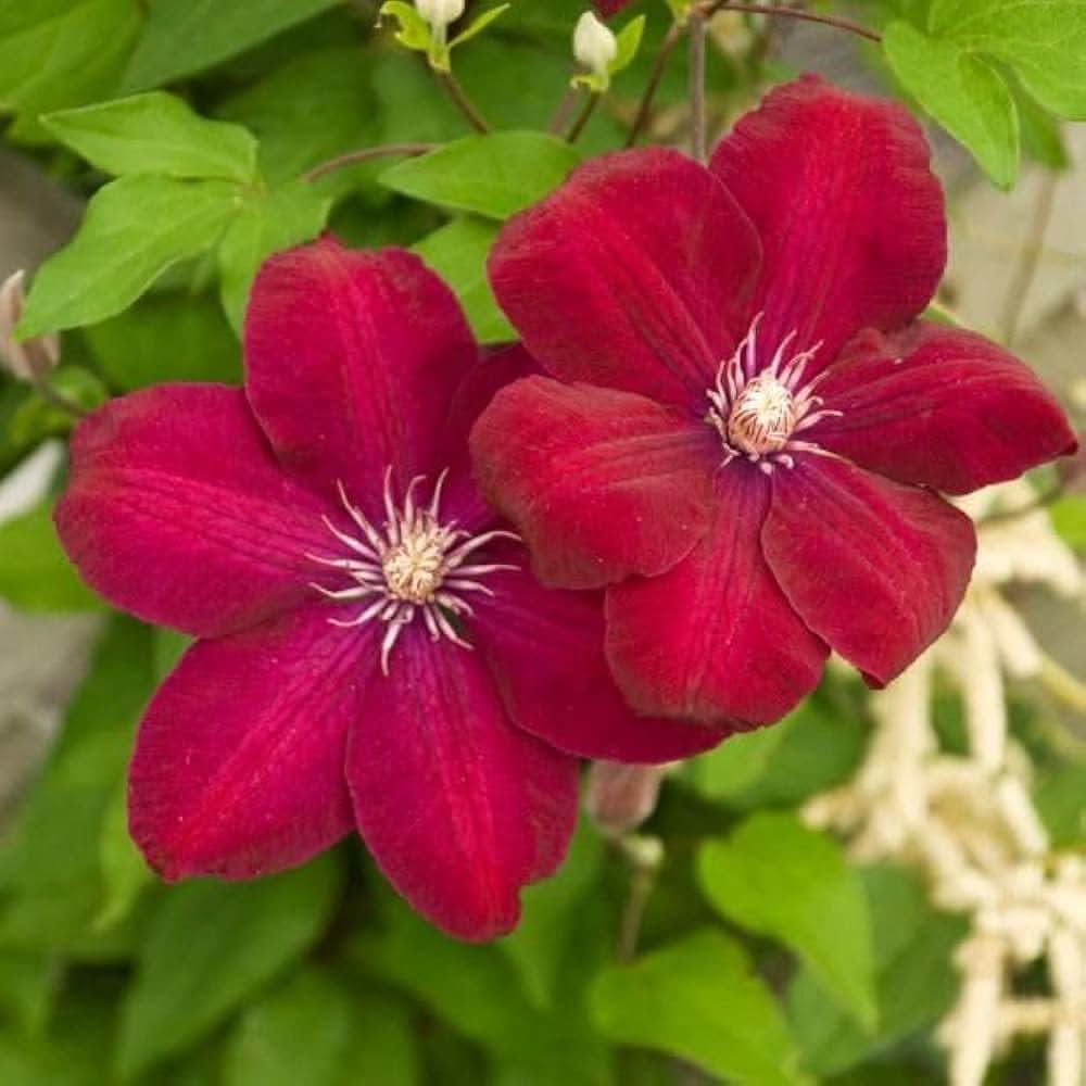 Clematis Hybrida Mix Color Flowering Seeds For Planting