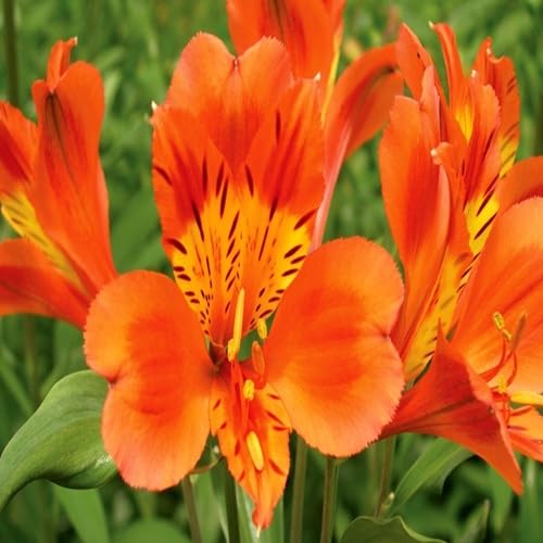 Orange Alstroemeria Flower - Heirloom, Non - Gmo Seeds