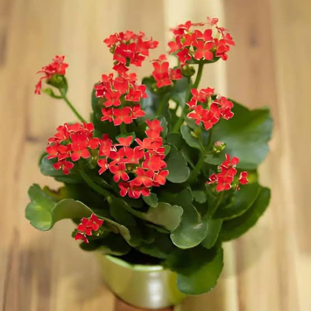 Kalanchoe Kalanchoe Blossfeldiana Flower Seeds for Planting – Great for Indoor Pots and Succulent Gardens
