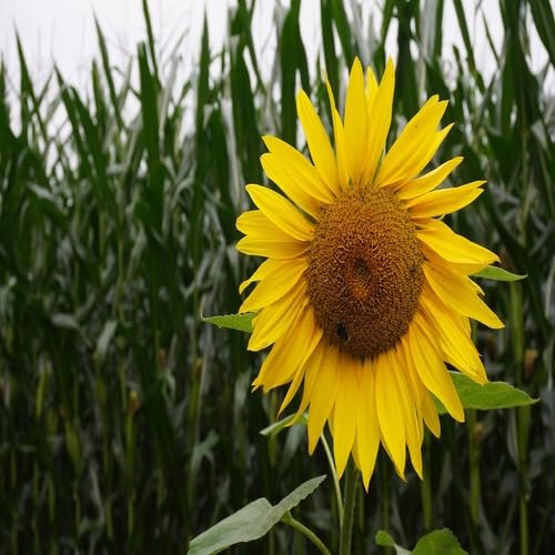 Yellow Sunflower - Heirloom, Non - Gmo Seeds