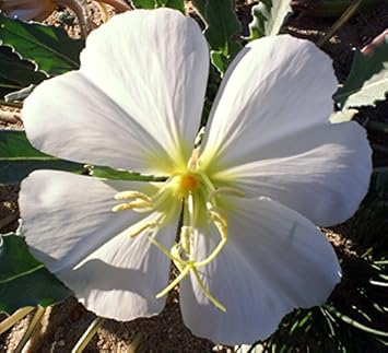 White Oenothera Flower Seeds for Garden - 100 pcs for planting in your garden.