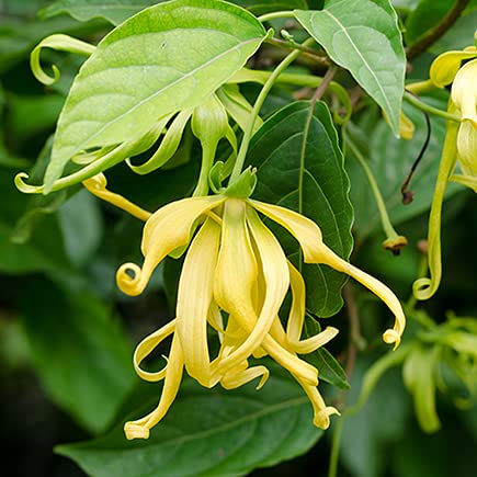 Odorata Flower Seeds for Planting - 100