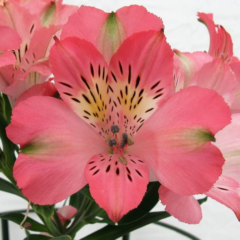 Alstromeria Peruvian Lily Alstroemeria spp. Flower Seeds for Planting in Flower Garden