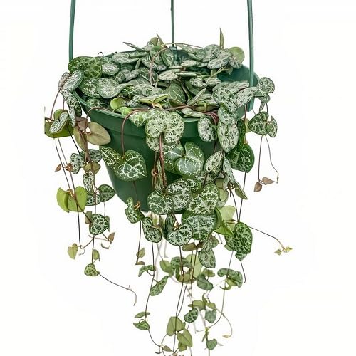 Green Ceropegia Woodii