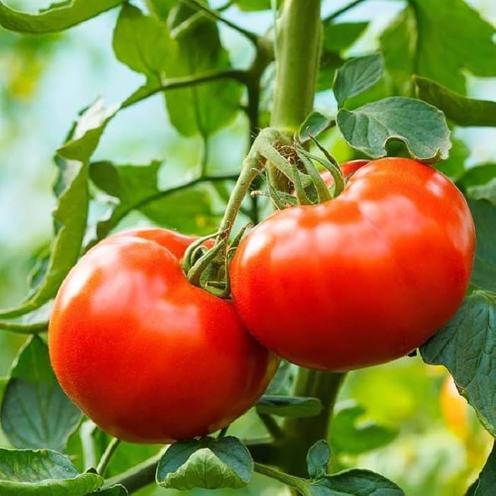 Large Tomato Seeds for Planting Solanum Lycopersicum vegetable patch kitchen garden