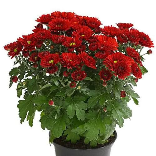 Red Chrysanthemum Flower - Heirloom, Non - Gmo Seeds