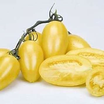 Cream tomato Solanum lycopersicum seeds for planting in garden beds