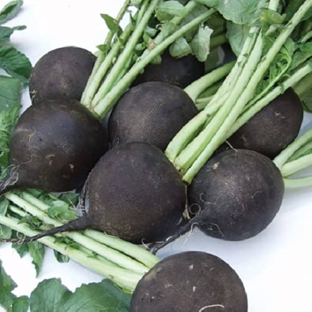 Radish Seeds (Black) – Fresh Vegetable Seeds for Planting Black Radishes