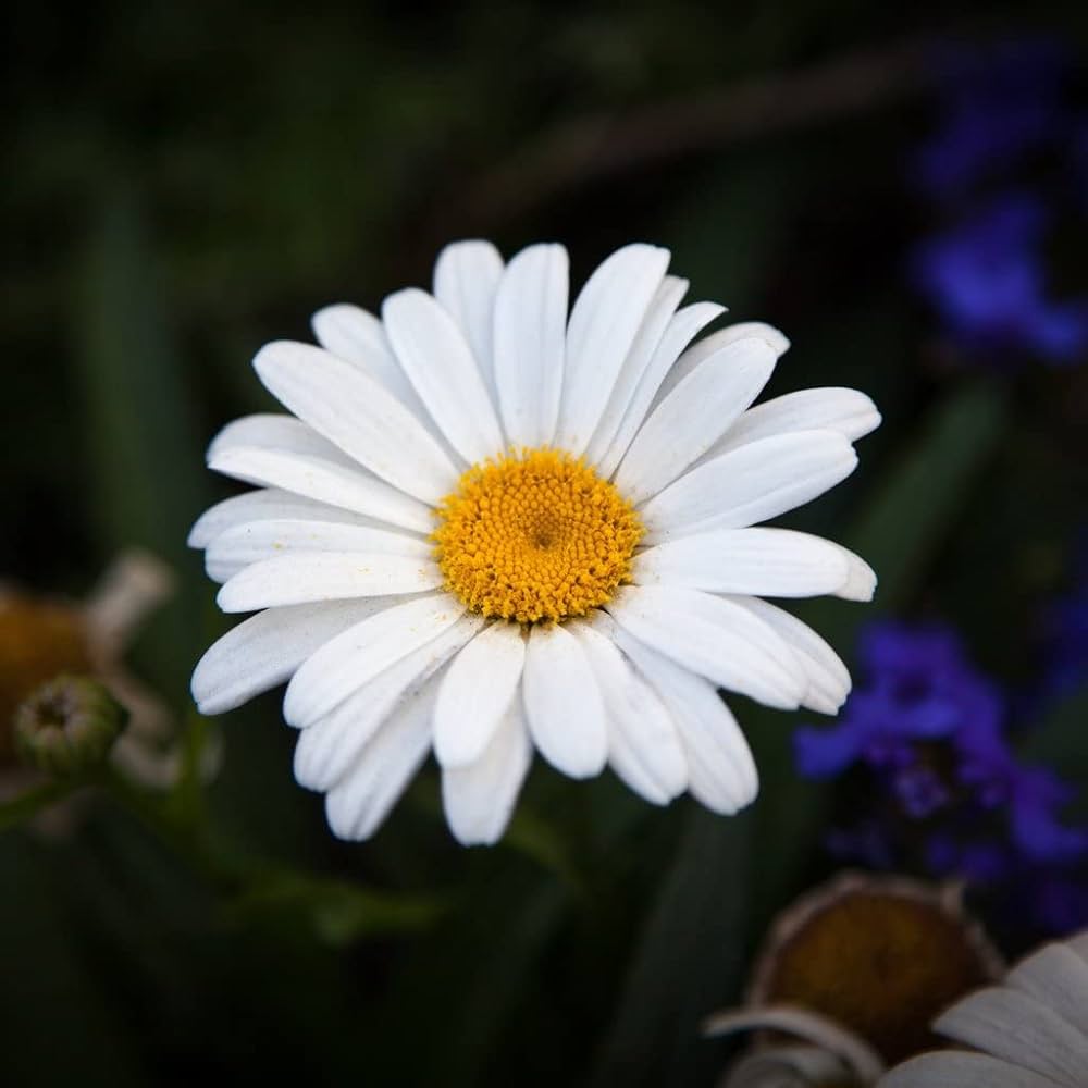 Chandramukhi White Flower Seeds Pack for Summer Garden