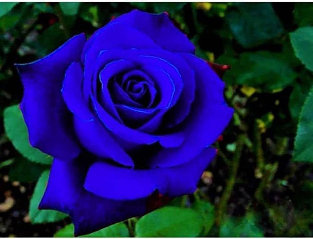 Rainbow Rose Rosa hybrida Sky Blue Flower Seeds for vertical gardens and home pots
