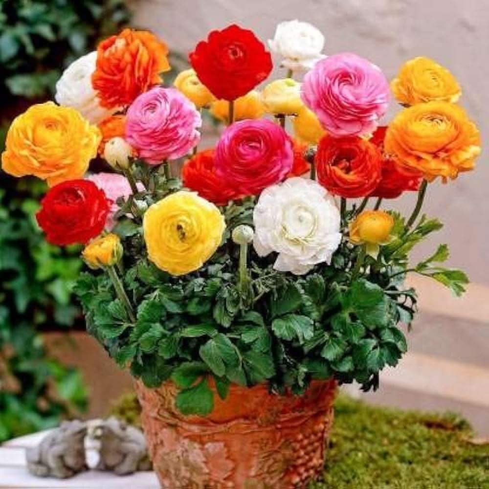 Ranunculus Asiaticus Mixed Colors Perennial  Flowering Seeds For Planting