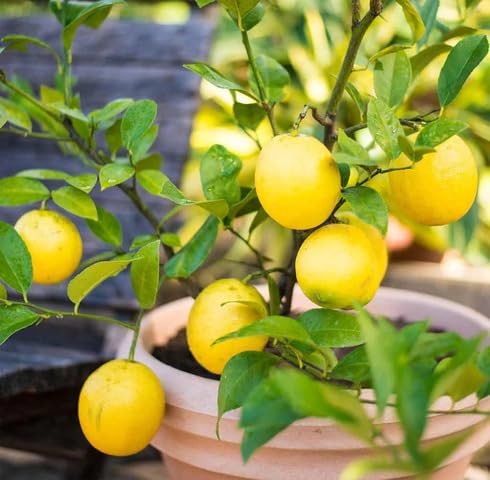 Yellow Lemon Tree