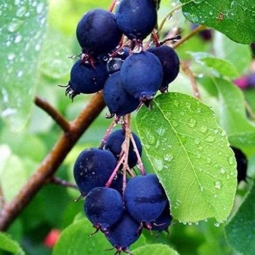 Saskatoon Berry for planting