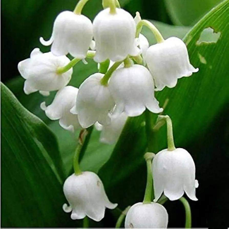 White Windbell Orchid Seeds for Planting - NON GMO Seeds for planting in home garden