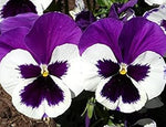 Pansy Flower White Purple Heirloom Non Gmo Image