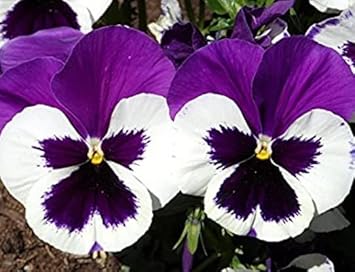 Pansy Flower White Purple Heirloom Non Gmo Image