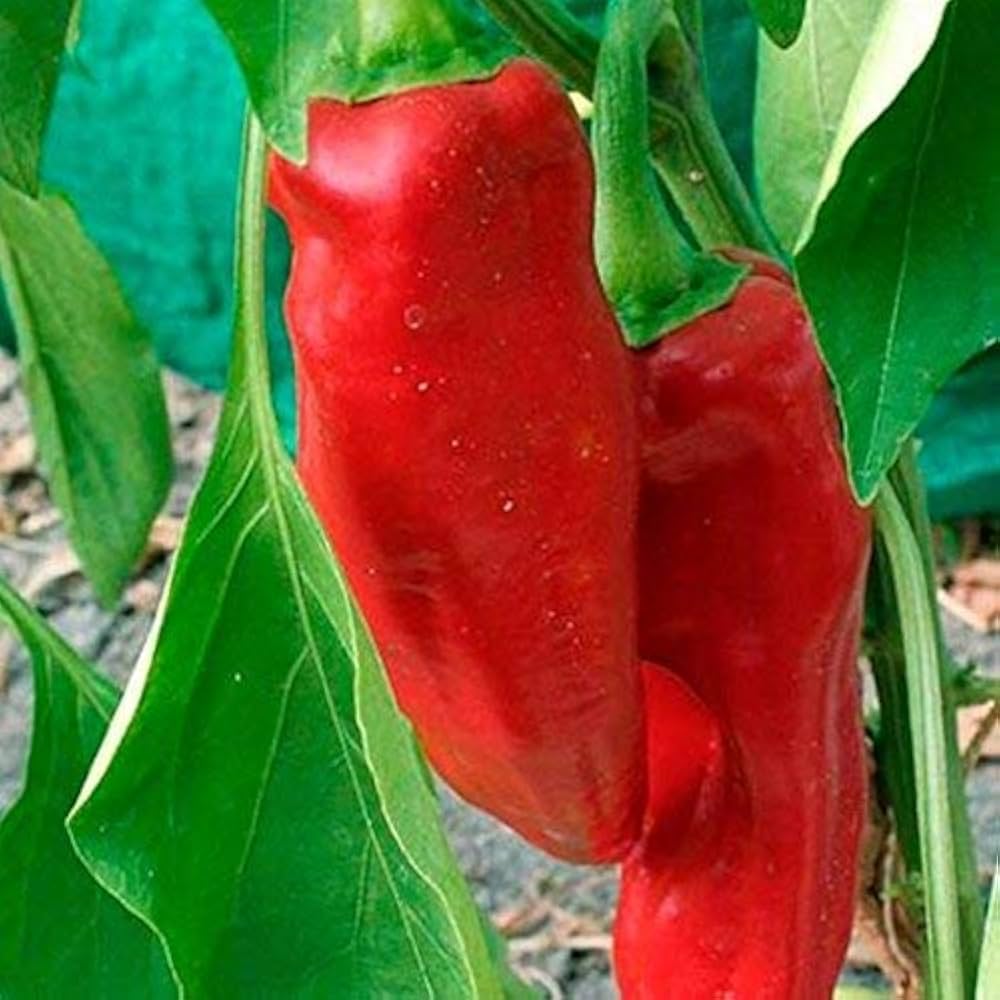 Marconi Red Pepper Capsicum annuum Seeds for Planting Vegetable Patch Salsa Garden