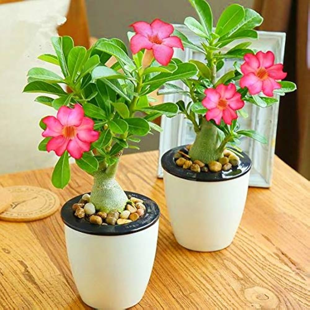 Adenium Obsum Desert Rose Nang_ngam Seeds pcs