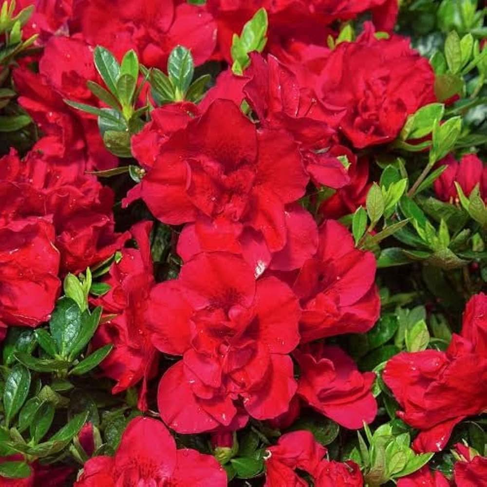 Azalea Rainbow Rhododendron Japanese Cherry-Like  Flowering Seeds For Planting