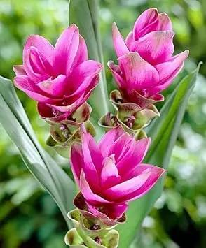 Curcuma Flower Seeds for Garden Planting - NON GMO Seeds Dhara Seeds