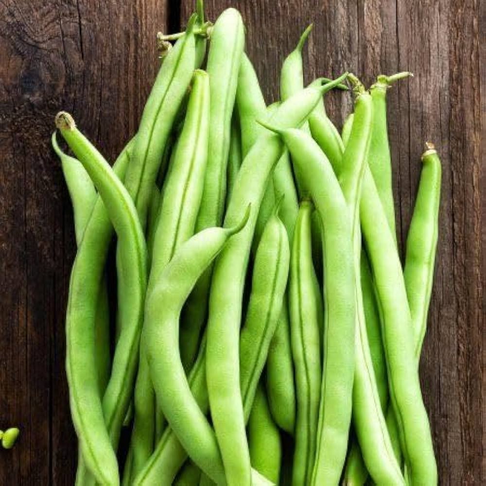 Harvester Green Bean Phaseolus vulgaris vegetable seeds for home garden planting