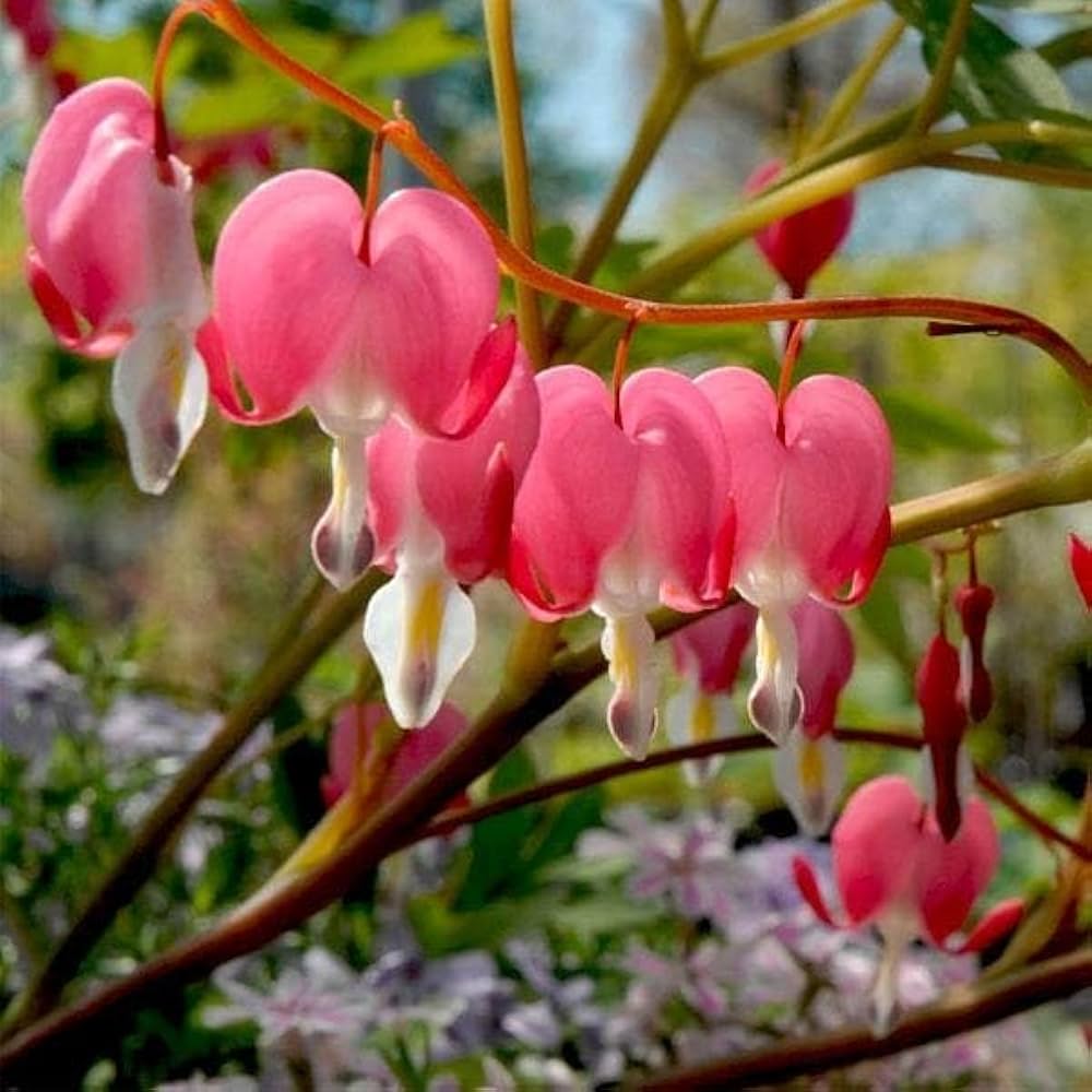 Bleeding Heart Dicentra Spectabilis Seeds for Planting Perennial Flowers