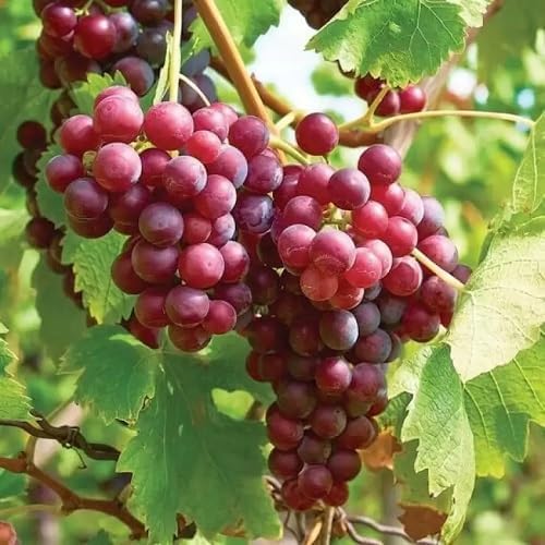 Red Grape Fruit - Heirloom, Non - Gmo Seeds