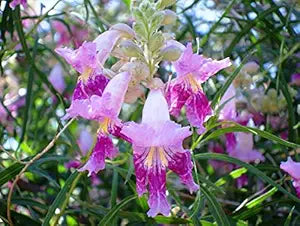 Desert Willow Chilopsis linearis Flower Seeds for Planting in Xeriscape & Landscape